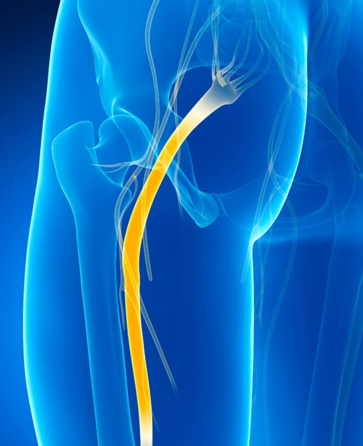 anatomia del nervo sciatico