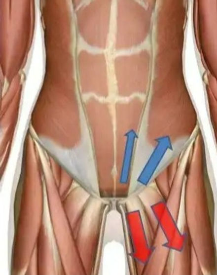 Sport Hernia: fisiologia