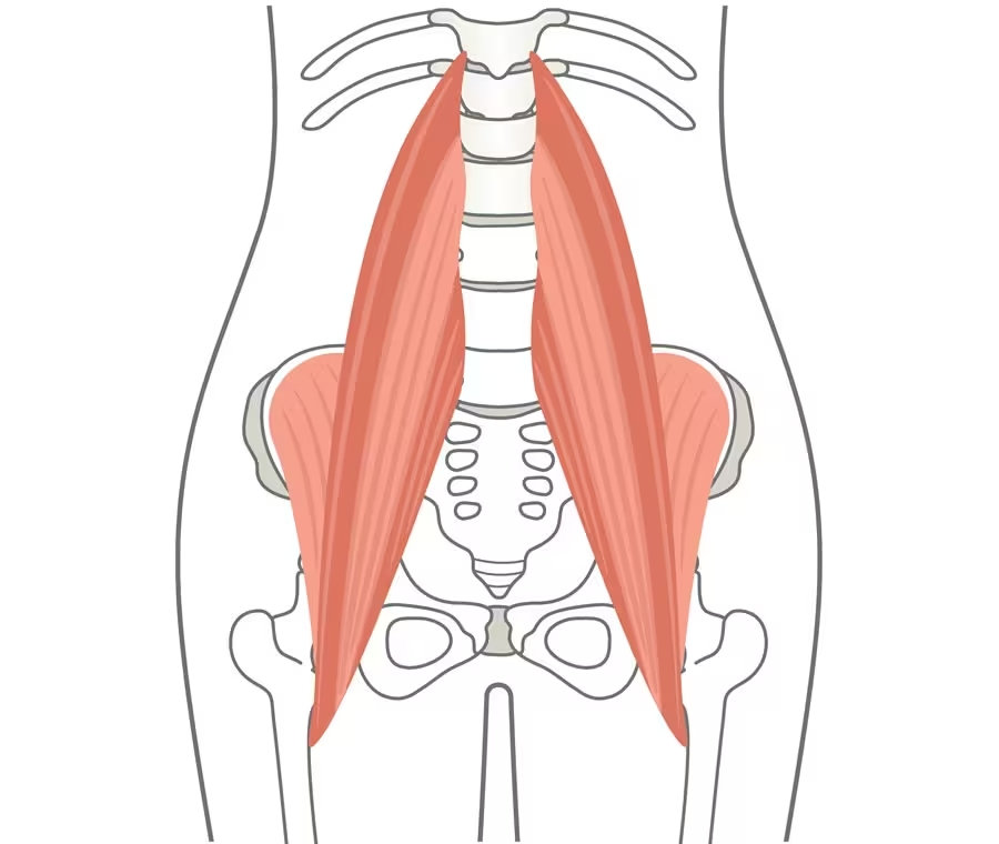 Raffigurazione grafice dell'Ileo-Psoas