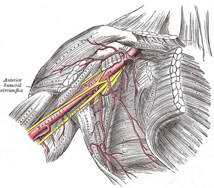 Sindrome di Parsonage Turner: anatomia